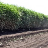 New cane varieties to boost Zimbabwe’s sugar output