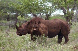 Technology to spike rhino poaching in South Africa