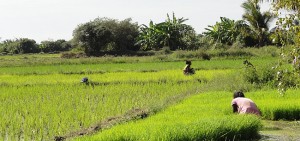 Madagascar rice farmers