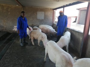 Award winning female black farmer, Khulile Mahlalela (31), who runs a piggery at Mhluzi in Middleburg, Mpumalanga, is producing pork for the nation and international market. Photo by Anna Ntabane, CAJ News