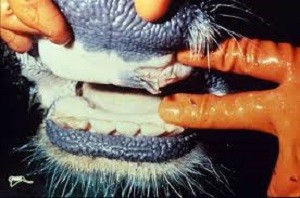 Foot and mouth outbreak in South Africa