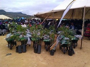 Mpumalanga provincial communities urged to plant trees and vegetables as government unveils tools. Photo by Anna Ntabane, Mpumalanga Guardian.