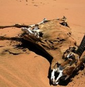 Droughts set Southern Africa on ticking time bomb