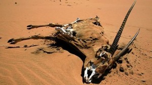 Wild animals in Namibia dying of severe drought hitting across southern Africa region. File photo