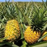 Home-brewed beer boosts SA pineapple demand