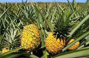 Pineapple beer production in South Africa