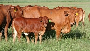 Afrikaner beef cattle