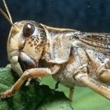 Locust outbreak threatens millions in SADC