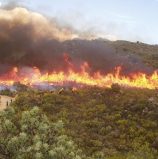 Counting the losses from the ravaging Cape fires