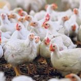Avian epidemic plunging poultry industry into turmoil