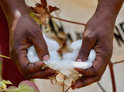 Cotton On - Africa cotton initiative