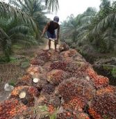 SA suffers palm oil ban, Black Sea embargo