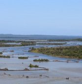Majestic iSimangaliso wetlands a global wonder
