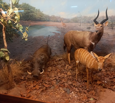 A collection of wild animals being showcased at the Durban museum