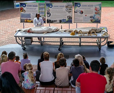 KwaZulu-Natal Sharks Board Maritime Centre of Excellence (KZNSB) worker teaching visitors about the sharks. Photo supplied