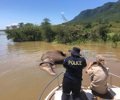 A member of the South African Police Service (SAPS) attends scene where one elephant was killed by members of the community following clashes. Photo supplied
