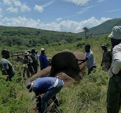 KZN Ezemvelo wildlife workers putting down the escaped elephant