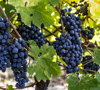 Grape vineyards