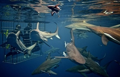 Seen here are sharks in cage doing scuba diving